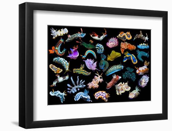 Composite image of tropical nudibranchs, Indo-Pacific-Georgette Douwma-Framed Photographic Print