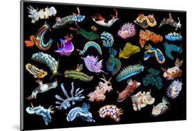 Composite image of tropical nudibranchs, Indo-Pacific-Georgette Douwma-Mounted Photographic Print