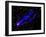 Composite Image, Two Tails Stretching Behind a Galaxy as it Travels Through a Galaxy Cluster-null-Framed Photographic Print