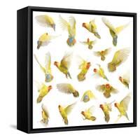 Composition of Rosy-Faced Lovebird Flying, Agapornis Roseicollis, also known as the Peach-Faced Lov-Life on White-Framed Stretched Canvas