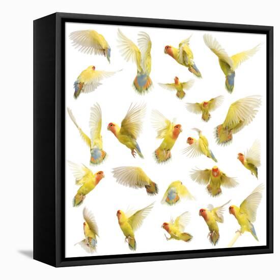 Composition of Rosy-Faced Lovebird Flying, Agapornis Roseicollis, also known as the Peach-Faced Lov-Life on White-Framed Stretched Canvas