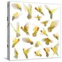 Composition of Rosy-Faced Lovebird Flying, Agapornis Roseicollis, also known as the Peach-Faced Lov-Life on White-Stretched Canvas