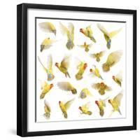 Composition of Rosy-Faced Lovebird Flying, Agapornis Roseicollis, also known as the Peach-Faced Lov-Life on White-Framed Photographic Print