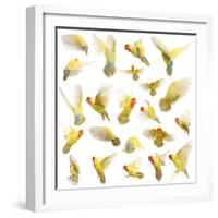 Composition of Rosy-Faced Lovebird Flying, Agapornis Roseicollis, also known as the Peach-Faced Lov-Life on White-Framed Photographic Print