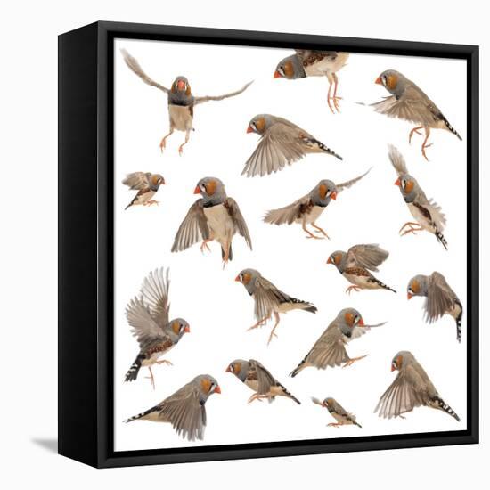 Composition of Zebra Finch Flying, Taeniopygia Guttata, against White Background-Life on White-Framed Stretched Canvas