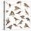 Composition of Zebra Finch Flying, Taeniopygia Guttata, against White Background-Life on White-Stretched Canvas