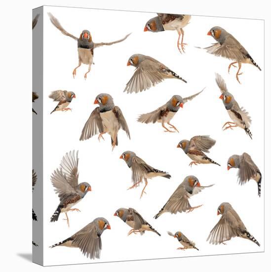 Composition of Zebra Finch Flying, Taeniopygia Guttata, against White Background-Life on White-Stretched Canvas