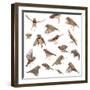 Composition of Zebra Finch Flying, Taeniopygia Guttata, against White Background-Life on White-Framed Photographic Print