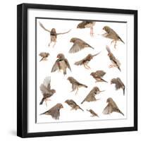 Composition of Zebra Finch Flying, Taeniopygia Guttata, against White Background-Life on White-Framed Photographic Print