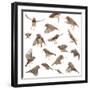 Composition of Zebra Finch Flying, Taeniopygia Guttata, against White Background-Life on White-Framed Photographic Print