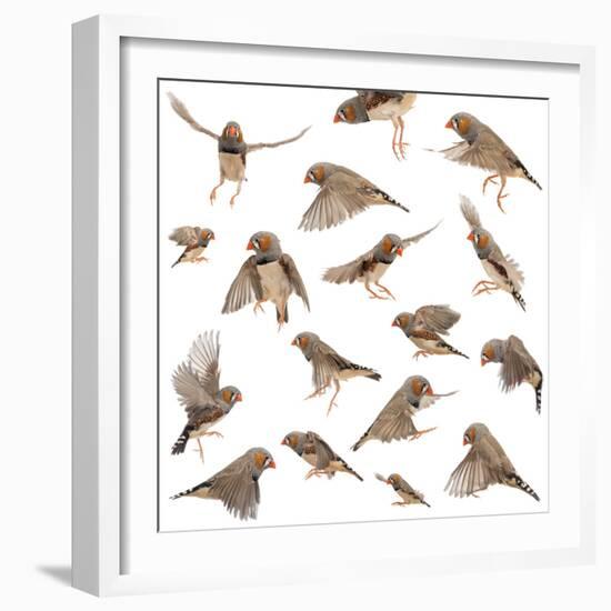 Composition of Zebra Finch Flying, Taeniopygia Guttata, against White Background-Life on White-Framed Photographic Print