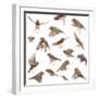 Composition of Zebra Finch Flying, Taeniopygia Guttata, against White Background-Life on White-Framed Photographic Print