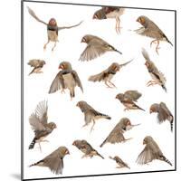 Composition of Zebra Finch Flying, Taeniopygia Guttata, against White Background-Life on White-Mounted Photographic Print