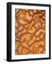 Compound ascidian, Pantar, Alor Archipelago, Indonesia-David Hall-Framed Photographic Print