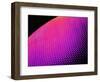 Compound Eye of a Bee-Micro Discovery-Framed Photographic Print