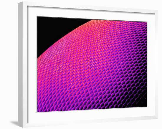 Compound Eye of a Bee-Micro Discovery-Framed Photographic Print