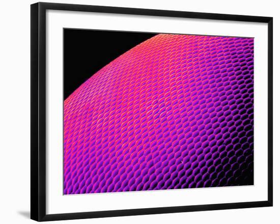 Compound Eye of a Bee-Micro Discovery-Framed Photographic Print