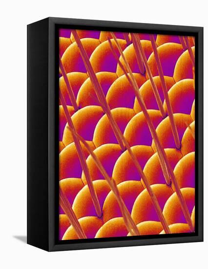 Compound Eye of a Flower Fly-Micro Discovery-Framed Stretched Canvas