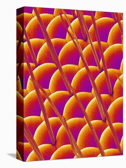 Compound Eye of a Flower Fly-Micro Discovery-Stretched Canvas