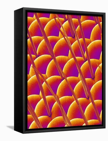 Compound Eye of a Flower Fly-Micro Discovery-Framed Stretched Canvas