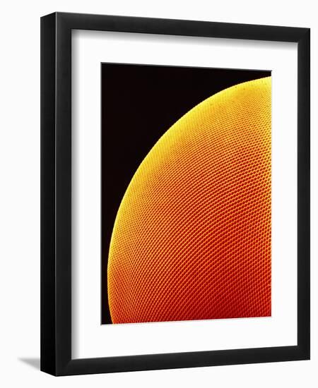 Compound Eye of a Flower Fly-Micro Discovery-Framed Photographic Print