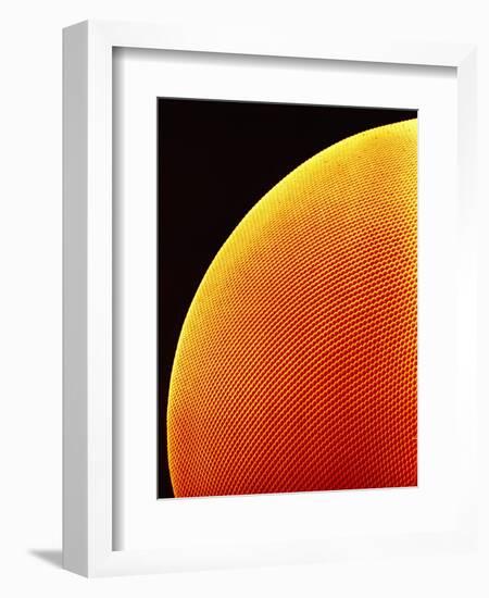 Compound Eye of a Flower Fly-Micro Discovery-Framed Photographic Print