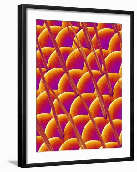 Compound Eye of a Flower Fly-Micro Discovery-Framed Photographic Print