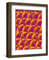 Compound Eye of a Flower Fly-Micro Discovery-Framed Photographic Print