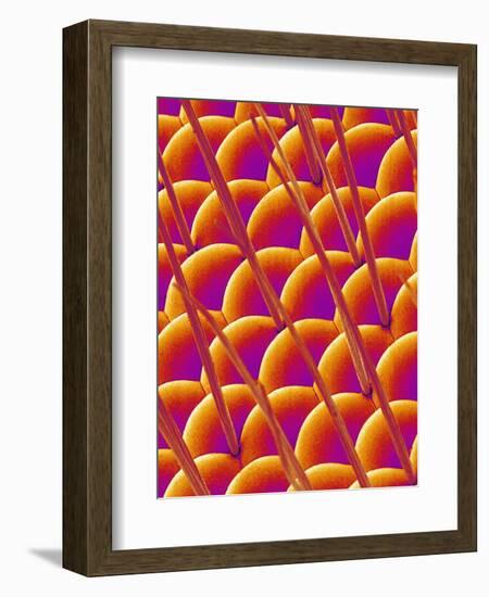 Compound Eye of a Flower Fly-Micro Discovery-Framed Photographic Print