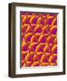 Compound Eye of a Flower Fly-Micro Discovery-Framed Photographic Print