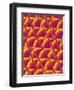 Compound Eye of a Flower Fly-Micro Discovery-Framed Photographic Print
