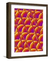 Compound Eye of a Flower Fly-Micro Discovery-Framed Photographic Print