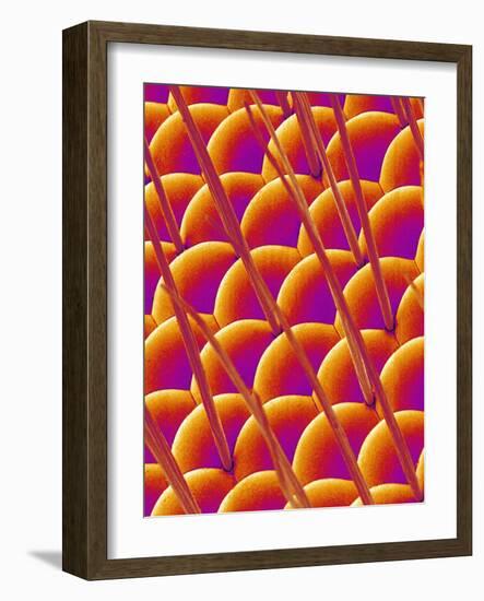 Compound Eye of a Flower Fly-Micro Discovery-Framed Photographic Print