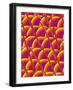 Compound Eye of a Flower Fly-Micro Discovery-Framed Photographic Print