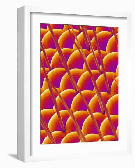 Compound Eye of a Flower Fly-Micro Discovery-Framed Photographic Print