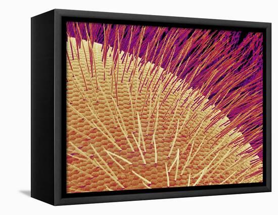 Compound eye of a honeybee-Micro Discovery-Framed Stretched Canvas