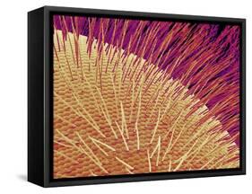 Compound eye of a honeybee-Micro Discovery-Framed Stretched Canvas