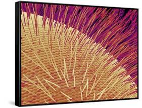 Compound eye of a honeybee-Micro Discovery-Framed Stretched Canvas