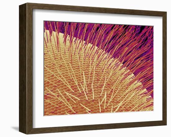 Compound eye of a honeybee-Micro Discovery-Framed Premium Photographic Print