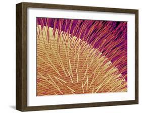 Compound eye of a honeybee-Micro Discovery-Framed Premium Photographic Print