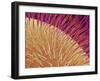 Compound eye of a honeybee-Micro Discovery-Framed Premium Photographic Print