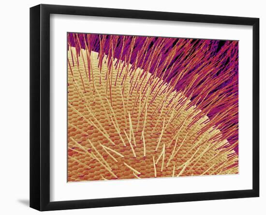 Compound eye of a honeybee-Micro Discovery-Framed Photographic Print