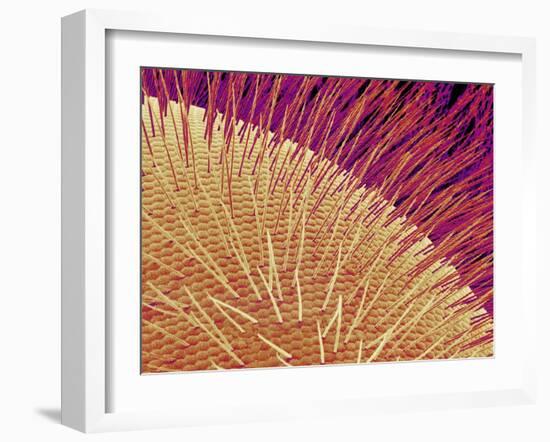 Compound eye of a honeybee-Micro Discovery-Framed Photographic Print