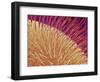 Compound eye of a honeybee-Micro Discovery-Framed Photographic Print