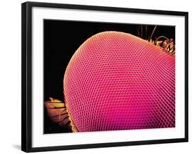 Compound Eye of a Robber-Fly-Micro Discovery-Framed Photographic Print