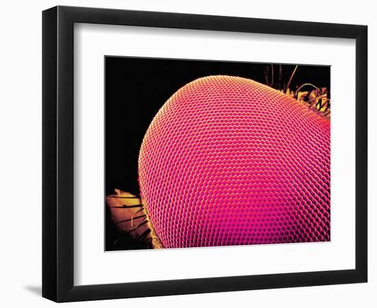 Compound Eye of a Robber-Fly-Micro Discovery-Framed Photographic Print