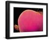 Compound Eye of a Robber-Fly-Micro Discovery-Framed Photographic Print