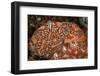 Compound sea squirt encased in tunic covering, Indonesia-David Hall-Framed Photographic Print