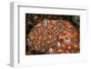 Compound sea squirt encased in tunic covering, Indonesia-David Hall-Framed Photographic Print