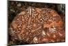 Compound sea squirt encased in tunic covering, Indonesia-David Hall-Mounted Photographic Print